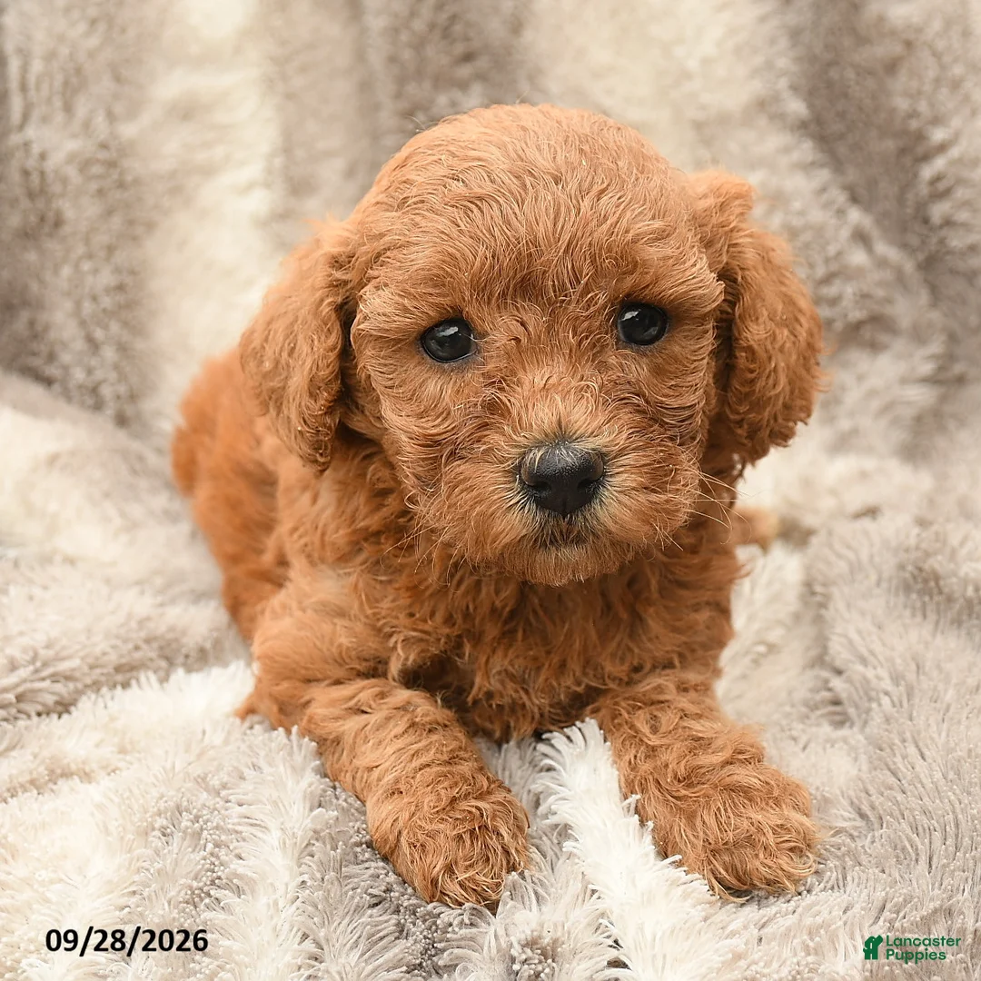 Miniature Poodle dogs for sale: Mia  - Ad 2