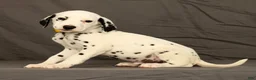 Dalmatian dogs for sale: Chip - Ad 3