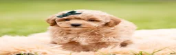 Mini Goldendoodle dogs for sale: Munchkin - Ad 4