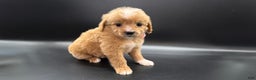 Mini Goldendoodle dogs for sale: Abby F One - Ad 2