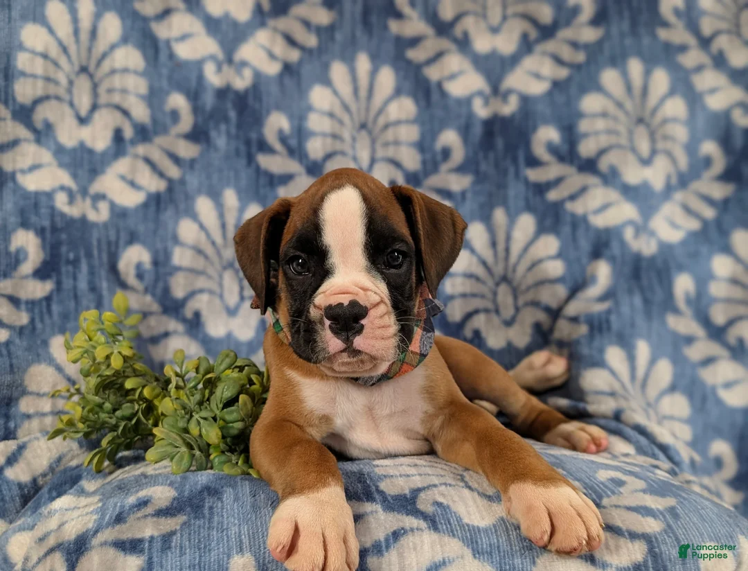 Boxer dogs for sale: Paco - Ad 5