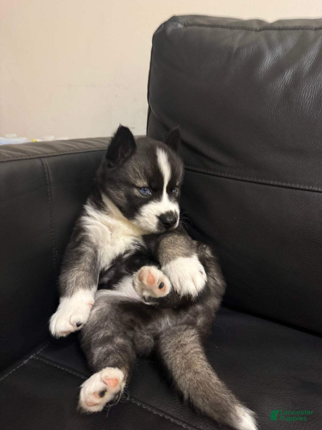 Siberian Husky dogs for sale: Gaia - Ad 3