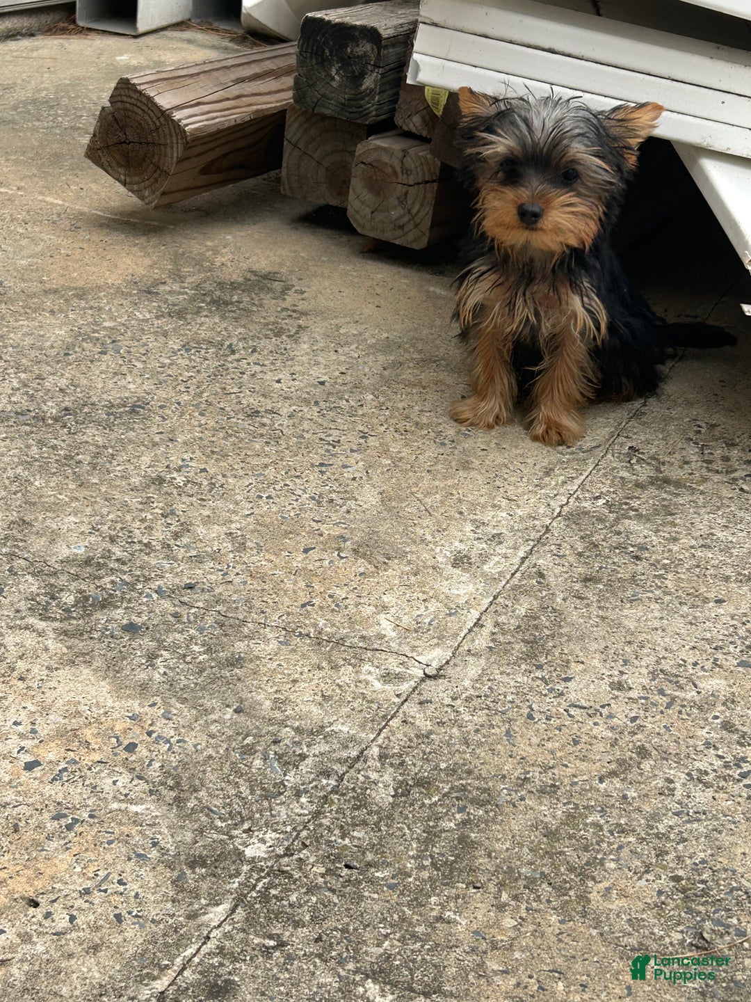 Yorkshire Terrier dogs for sale: Leonardo - Ad 2