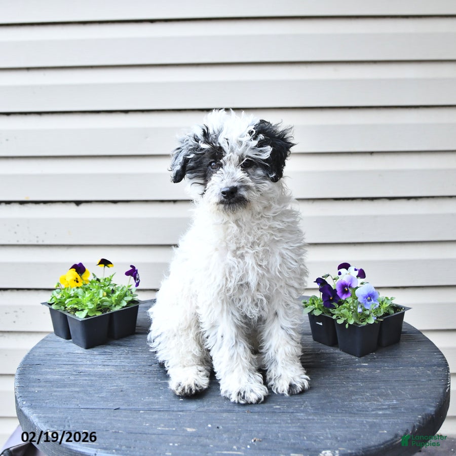 Toy Poodle dogs Wade  - Ad 1