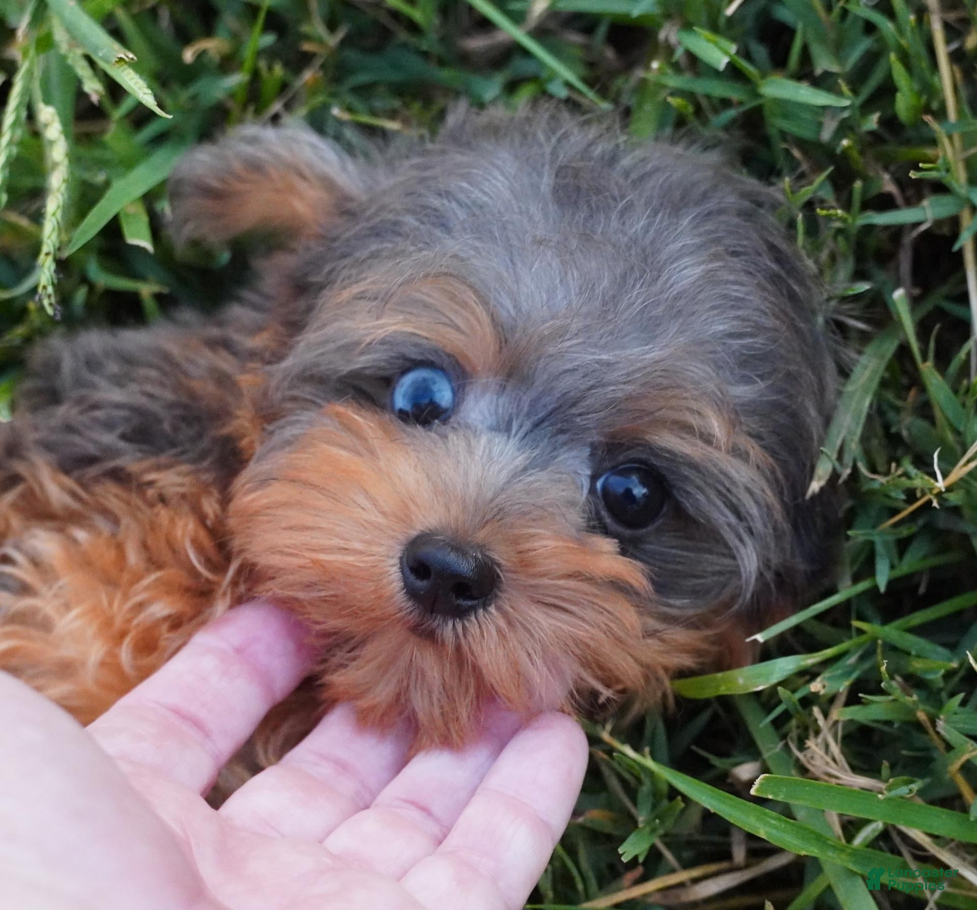 Yorkiepoo dogs for sale: Yorkiepoo 1 - Ad 2