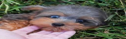 Yorkiepoo dogs for sale: Yorkiepoo 1 - Ad 1