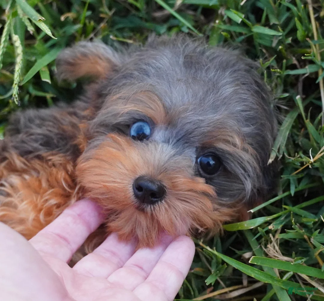 Yorkiepoo dogs for sale: Yorkiepoo 1 - Ad 1