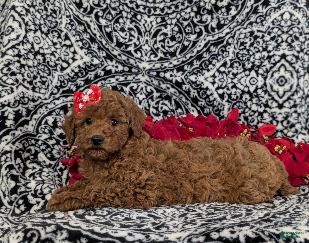 Miniature Poodle dogs for sale: Cherokee - Ad 4