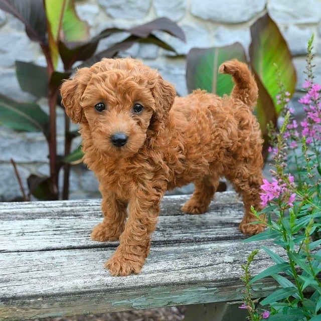 Mini Goldendoodle dogs Bella - Ad 42
