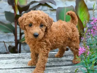 Mini Goldendoodle dogs Bella - Ad 42
