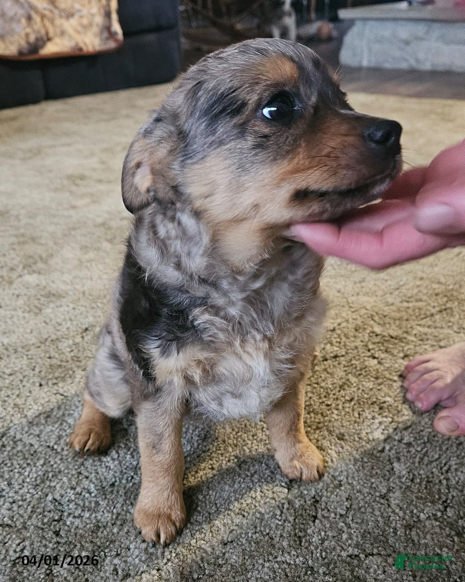 Mixed Breed dogs Smokey - Ad 1