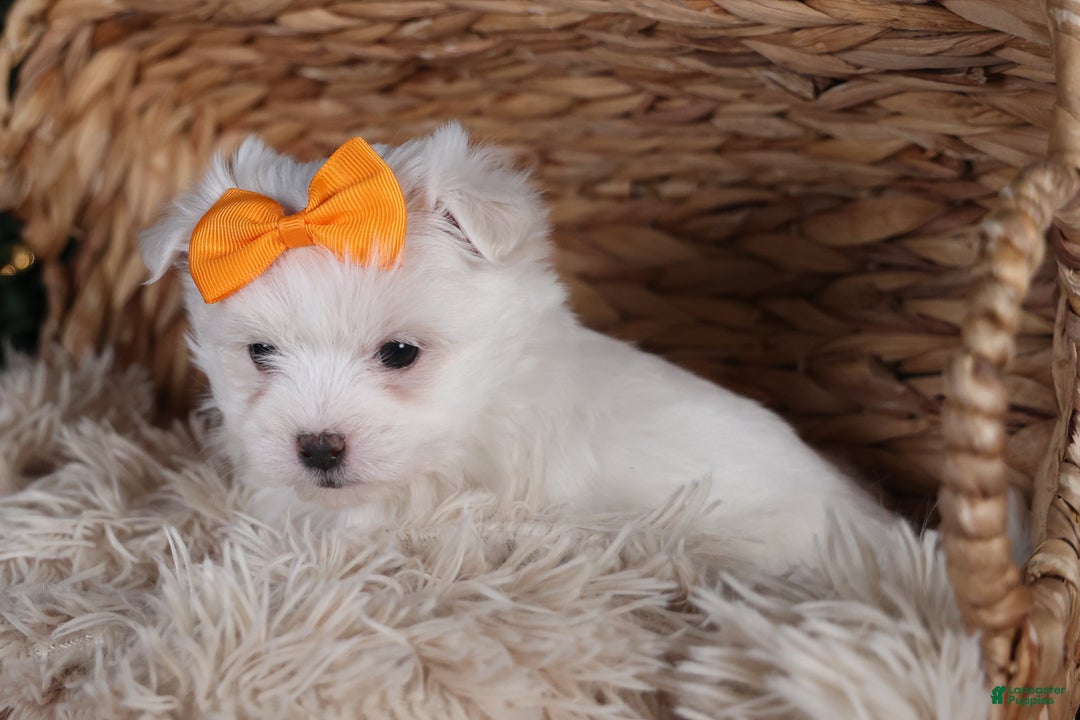 Maltese dogs for sale: APOLLO - Ad 4