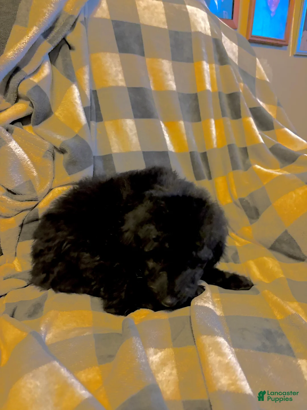 Aussiedoodle dogs for sale: Aggie - Ad 2