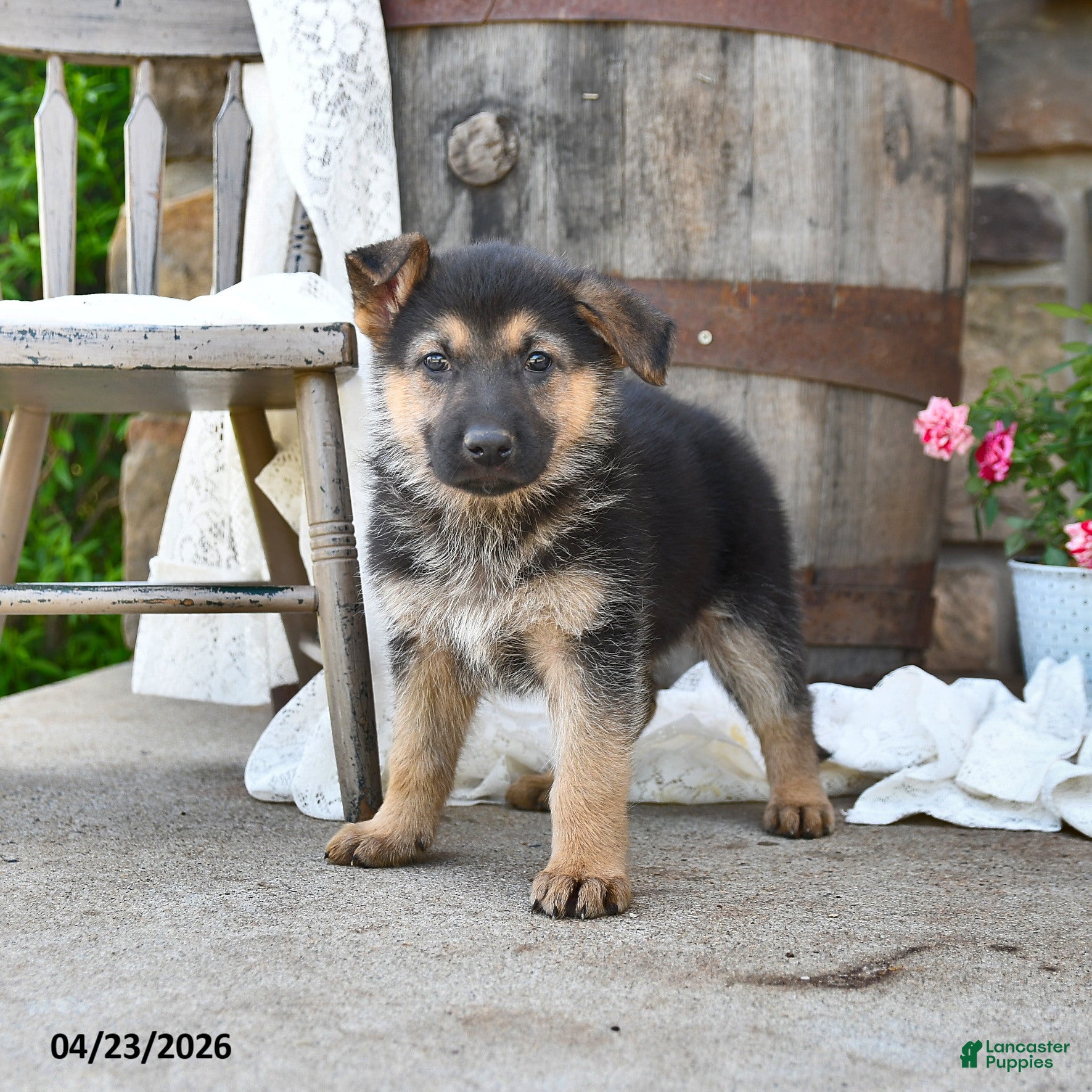 German Shepherd dogs Lulu  - Ad 1
