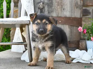 German Shepherd dogs for sale: Lulu - Ad 2