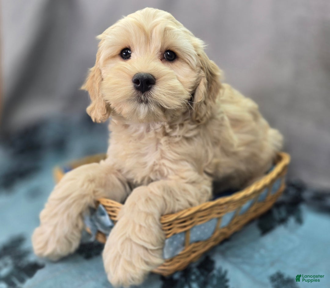 Cockapoo dogs for sale: Lieutenant Pete - Ad 3