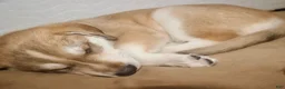 Gerberian Shepsky dogs for sale: Ragnar  - Ad 3