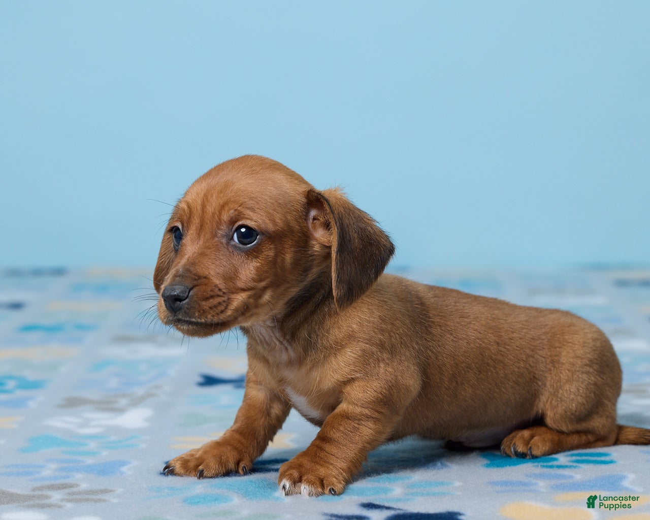 Miniature Dachshund dogs Cooper - Ad 2