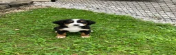 Bernese Mountain Dog dogs for sale: Akc Rover - Ad 5