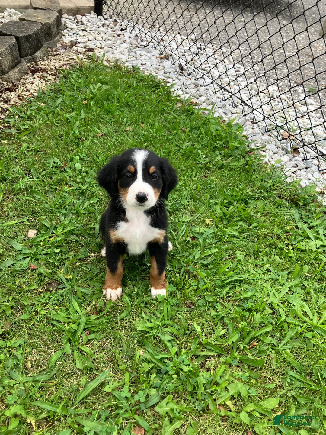 Bernese Mountain Dog dogs for sale: Akc Rover - Ad 5
