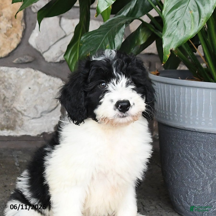 Double Doodle dogs Misty - Ad 2