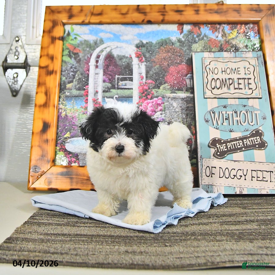 Maltipoo dogs Trent - Ad 1