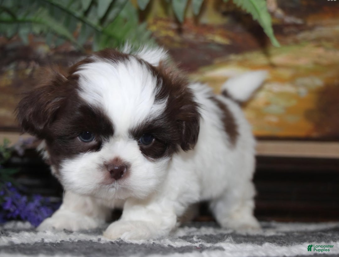 Shih Tzu dogs for sale: lucas - Ad 2