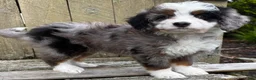 Mini Bernedoodle dogs for sale: 💜IN BOSTON MASSACHUSETTS AREA💜TINY BLUE MERLE TRI COLOR💜MINI BERNEDOODLE💜 - Ad 7