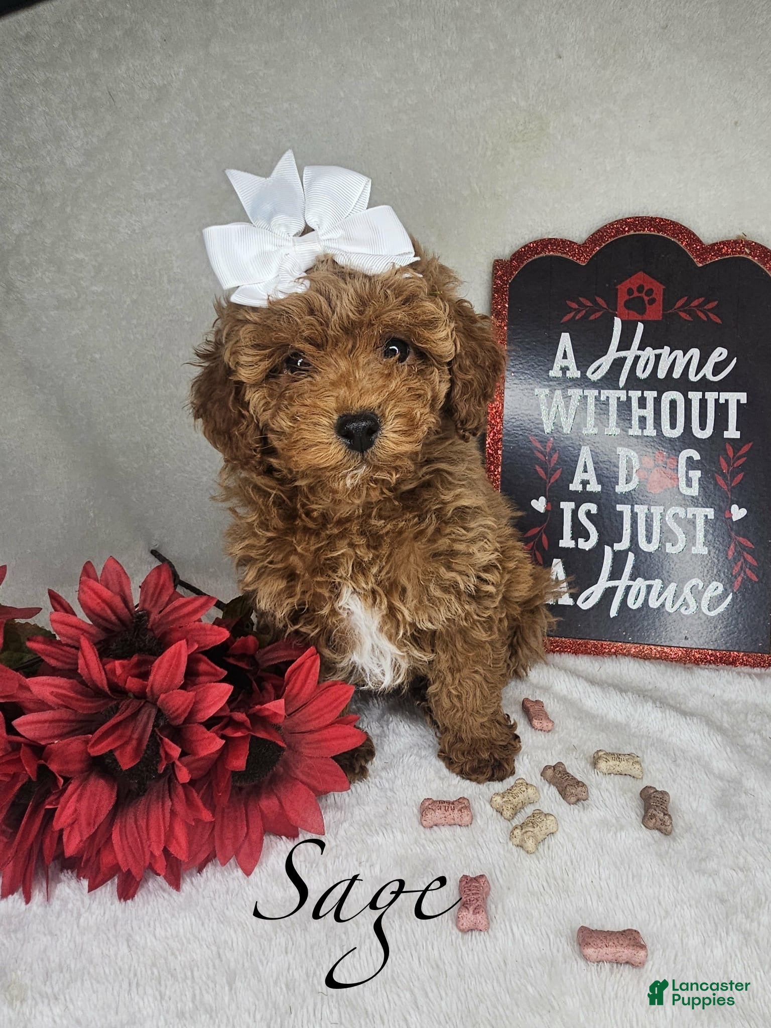 Miniature Poodle dogs Sage - Ad 18