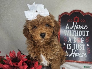 Miniature Poodle dogs Sage - Ad 12