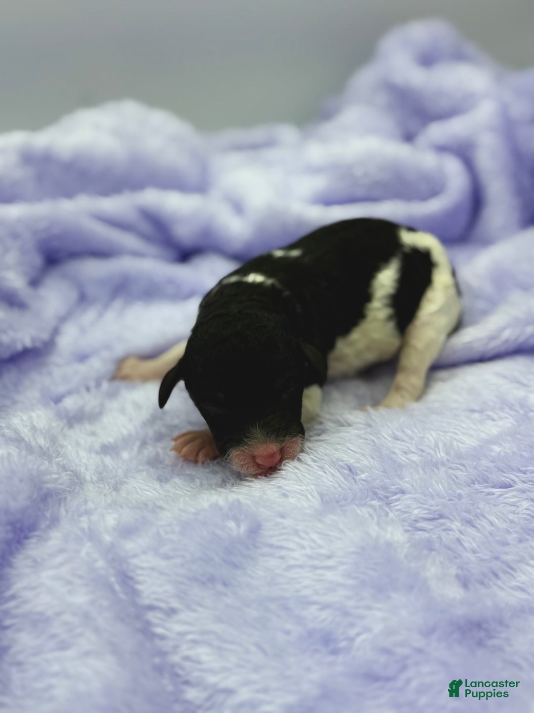 Sheepadoodle dogs for sale: Key Lime - Ad 9