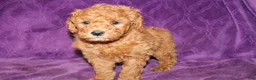 Mini Goldendoodle dogs for sale: Mini Goldendoodle Tux - Ad 7