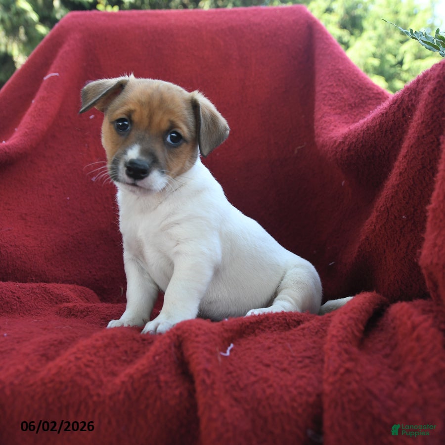 Jack Russell Terrier dogs Cupcake - Ad 1
