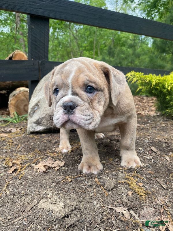 Mixed Breed dogs Beast - Ad 2