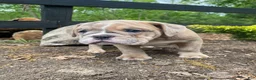 Mixed Breed dogs for sale: Beast - Ad 4