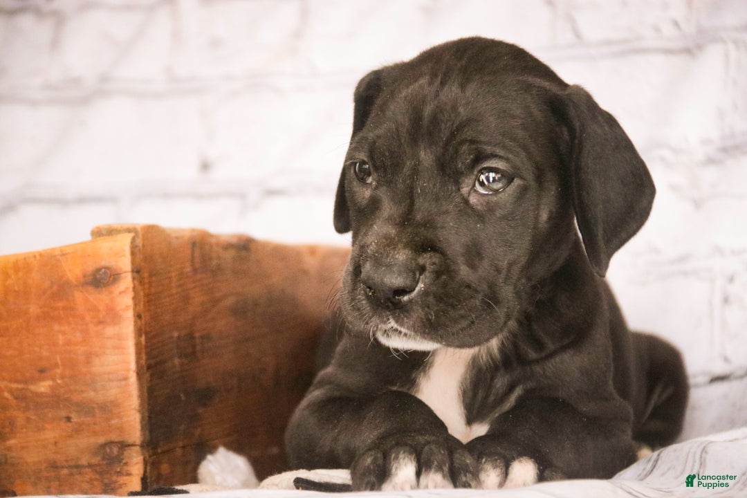 Great Dane dogs for sale: Henry - Ad 6