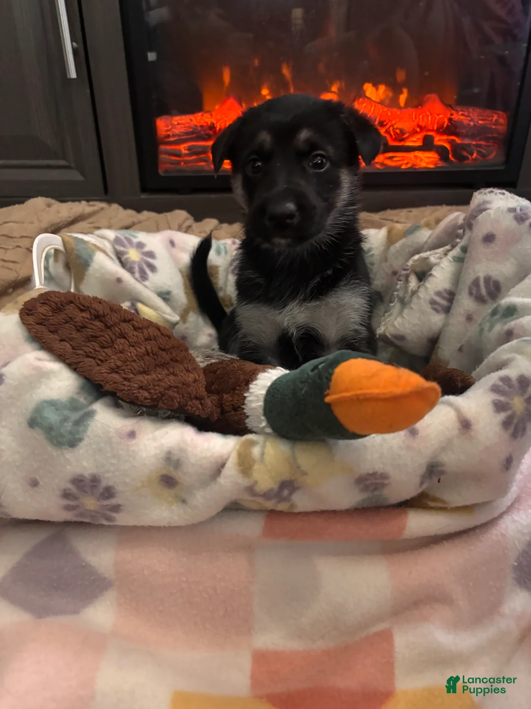 German Shepherd dogs for sale:  Puppy 2 - Ad 1