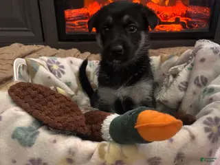 German Shepherd dogs Puppy 2 - Ad 33