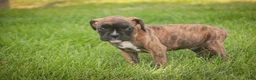 Boxer dogs for sale: Theo - Ad 4