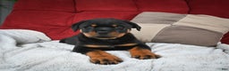 Rottweiler dogs for sale: Griffin / Mocha – Santos Ad-Dirah - Ad 7