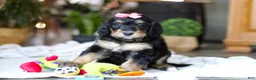 Bernedoodle dogs for sale: Shamrock - Ad 5