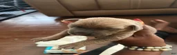 Cane Corso dogs for sale: Cane Corso Puppy 4 - Ad 2