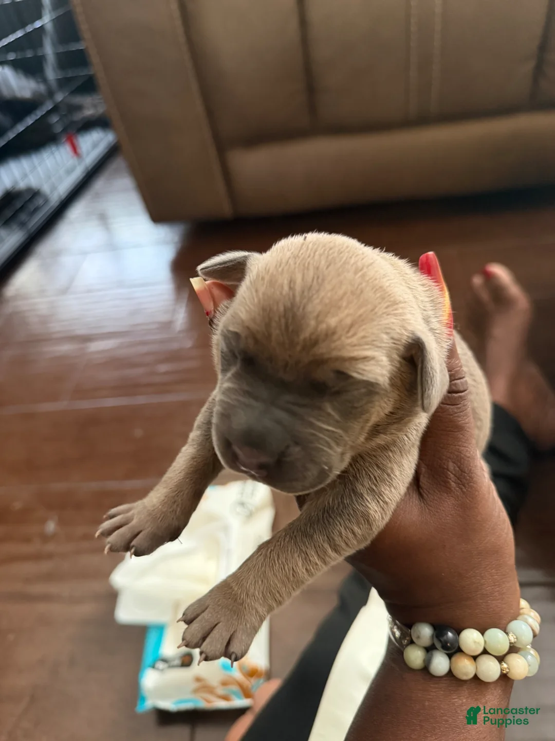 Cane Corso dogs for sale: Cane Corso Puppy 4 - Ad 2