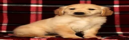 Golden Retriever dogs for sale: Mia - Ad 4