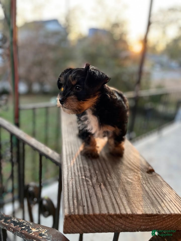 Yorkiepoo dogs Yorkiepoo Puppy 1 (Cinco) - Ad 6