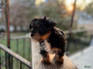 Yorkiepoo dogs Yorkiepoo Puppy 1 (Cinco) - Ad 9
