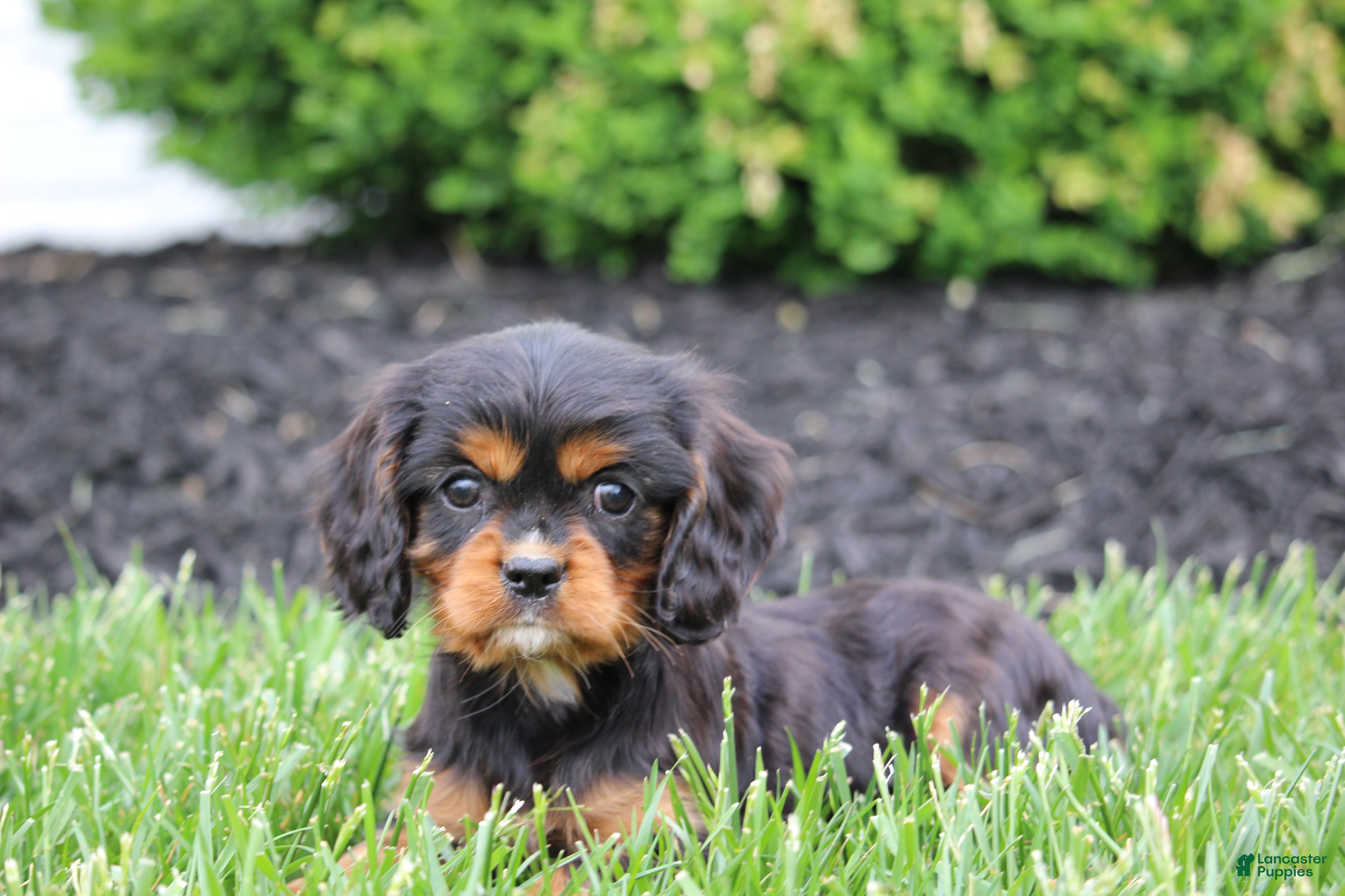 Cavalier King Charles Spaniel dogs Titus - Ad 2