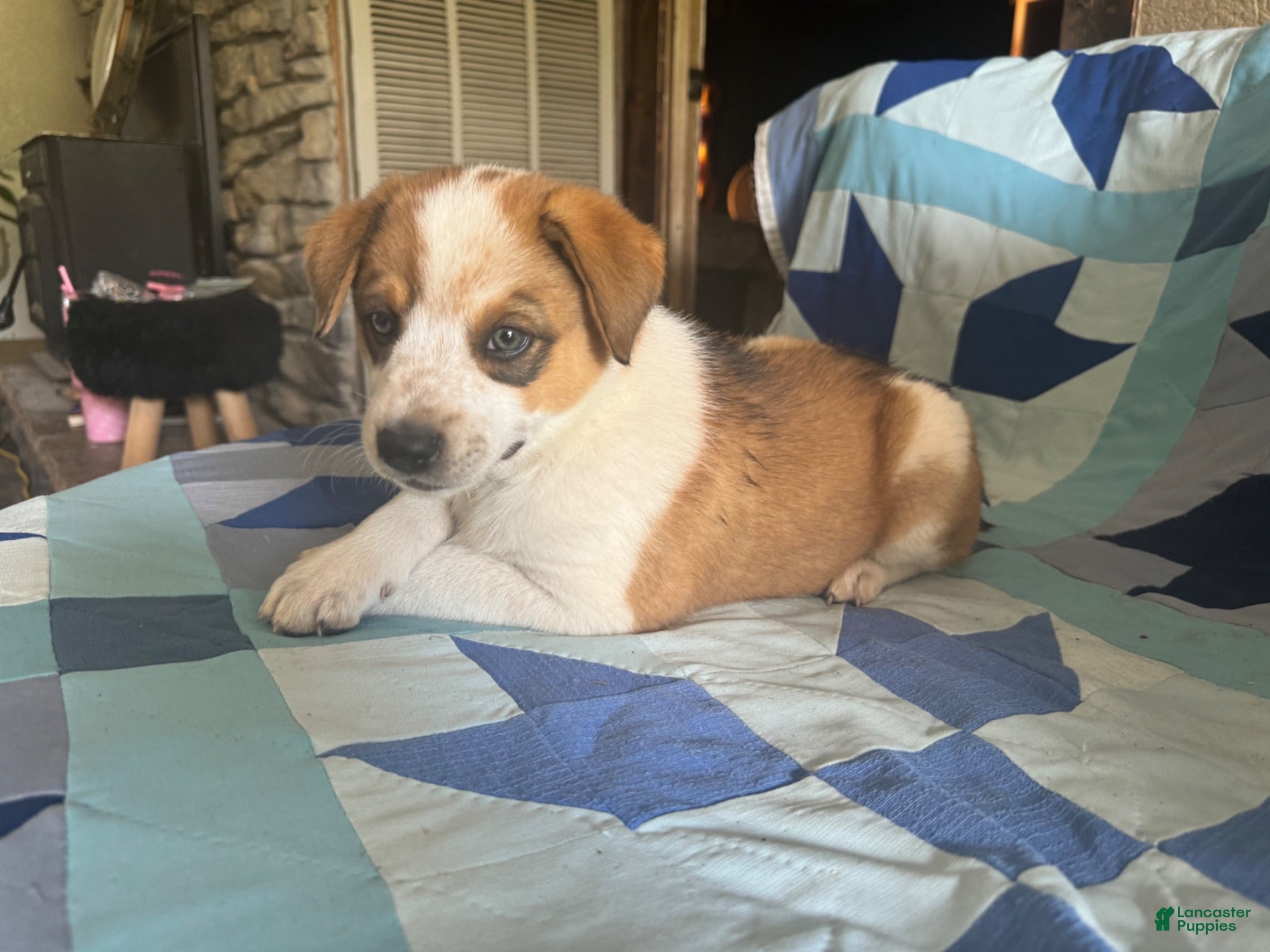 Mixed Breed dogs Female #3 - Ad 39