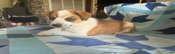 Mixed Breed dogs for sale: Female #3 - Ad 1