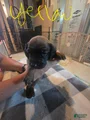 Bavarian Mountain Scent Hound Yellow Female Pup